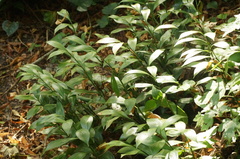 Ruscus colchicus