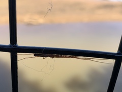 Tetragnathidae