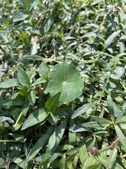 Hydrocotyle bonariensis