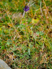 Phyteuma betonicifolium