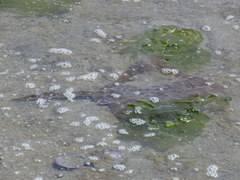 Beringraja binoculata