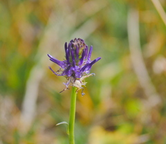 Phyteuma betonicifolium