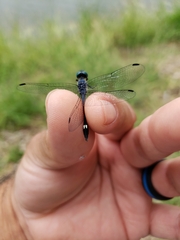 Micrathyria aequalis