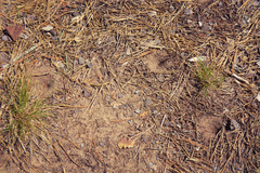 Myrmeleon formicarius