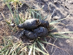 Lupulella mesomelas mesomelas