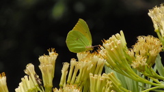Gonepteryx cleobule