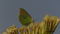Gonepteryx cleobule