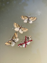 Scotopteryx chenopodiata