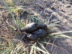 Lupulella mesomelas mesomelas