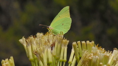 Gonepteryx cleobule