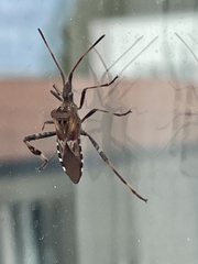 Leptoglossus occidentalis
