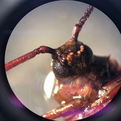 Prionoplus reticularis