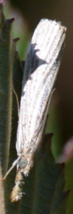 Agriphila vulgivagellus