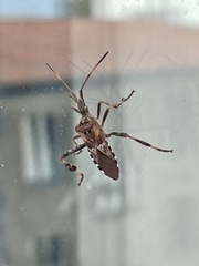 Leptoglossus occidentalis