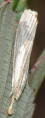 Agriphila vulgivagellus