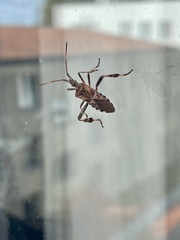 Leptoglossus occidentalis