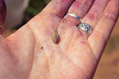 Myrmeleon formicarius