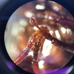 Prionoplus reticularis