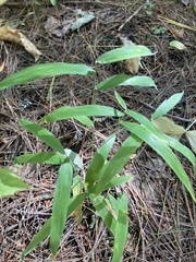 Chasmanthium latifolium