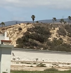 Stenocereus gummosus