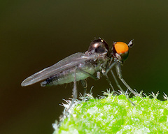 Hybotinae