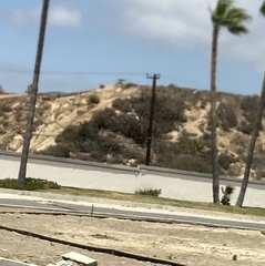 Stenocereus gummosus