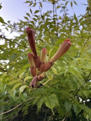 Campsis radicans