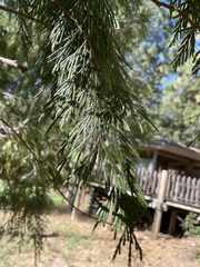 Calocedrus decurrens