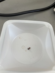 Aculeata