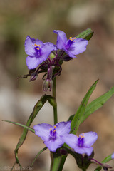 Tradescantia gigantea