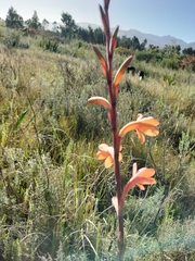 Watsonia