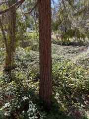 Calocedrus decurrens