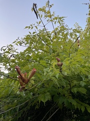 Campsis radicans