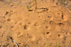 Myrmeleon formicarius