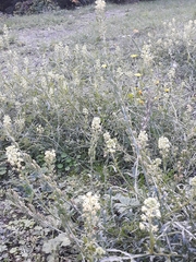 Reseda lutea