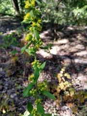 Solidago petiolaris