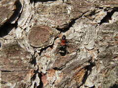 Thanasimus formicarius