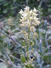 Reseda lutea
