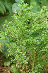 Buxus colchica