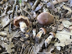 Cortinarius distans