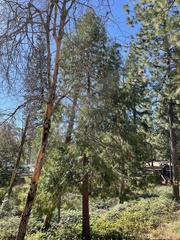 Calocedrus decurrens