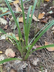 Carex folliculata
