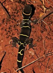 Cyrtodactylus deccanensis