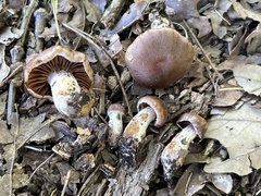Cortinarius distans