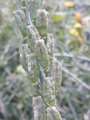 Reseda lutea