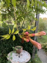 Campsis radicans