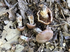 Cortinarius distans