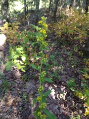 Solidago petiolaris
