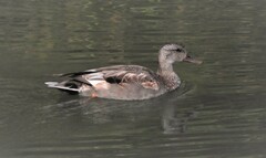 Mareca strepera strepera