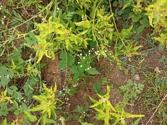 Croton bonplandianus